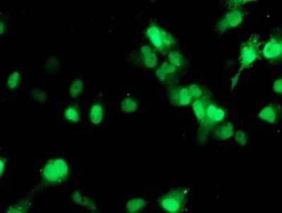 Immunocytochemistry/Immunofluorescence: SETD7 Antibody (2D10) [NBP2-01066] - Staining of COS7 cells transiently transfected by pCMV6-ENTRY SETD7.