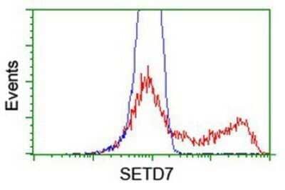 Flow Cytometry: SETD7 Antibody (OTI2D10) - Azide and BSA Free [NBP2-74145] - HEK293T cells transfected with either overexpression plasmid (Red) or empty vector control plasmid (Blue) were immunostaining by anti-SETD7 antibody, and then analyzed by flow cytometry.