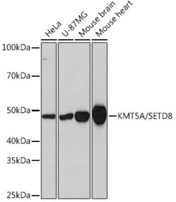 Western Blot: SETD8 Antibody (5M9P5) [NBP3-16339] - Western blot analysis of extracts of various cell lines, using SETD8 Rabbit mAb (NBP3-16339) at 1:1000 dilution. Secondary antibody: HRP Goat Anti-Rabbit IgG (H+L) at 1:10000 dilution. Lysates/proteins: 25ug per lane. Blocking buffer: 3% nonfat dry milk in TBST. Detection: ECL Basic Kit. Exposure time: 3min.