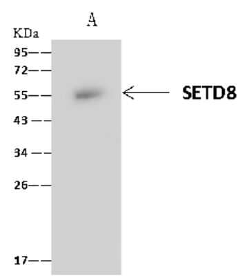 Immunoprecipitation: SETD8 Antibody [NBP2-99864] - SETD8 was immunoprecipitated using: Lane A: 0.5 mg 293T Whole Cell Lysate. 4 ul anti-SETD8 rabbit polyclonal antibody and 60 ug of Immunomagnetic beads. Protein A/G. Primary antibody: Anti-SETD8 rabbit polyclonal antibody, at 1:100 dilution. Secondary antibody: Clean-Blot IP Detection Reagent (HRP) at 1:1000 dilution. Developed using the ECL technique. Performed under reducing conditions. Predicted band size: 42 kDa. Observed band size: 54 kDa