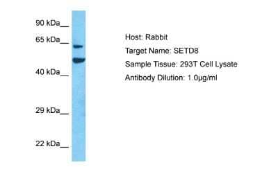 Western Blot: SETD8 Antibody [NBP2-88245] - Host: Rabbit. Target Name: SETD8. Sample Type: 293T Whole Cell lysates. Antibody Dilution: 1.0ug/ml