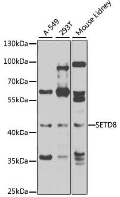 Western Blot SETD8 Antibody - BSA Free