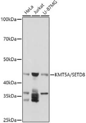 Western Blot SETD8 Antibody - BSA Free
