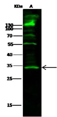 Western Blot: SETD8 Antibody [NBP2-99863] - Anti-SETD8 rabbit polyclonal antibody at 1:500 dilution. Lane A: 293 Whole Cell Lysate. Lysates/proteins at 30 ug per lane. Secondary Goat Anti- Rabbit  IgG H&L (Dylight 800)  at 1/10000 dilution. Developed using the Odyssey technique. Performed under reducing conditions. Predicted band size: 43 kDa. Observed band size: 34 kDa (We are unsure as to the identity of these extra bands).