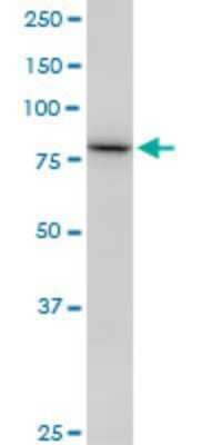 Western Blot: SETDB2 Antibody (2F4) [H00083852-M17] - Analysis of SETDB2 expression in A-431 (Cat # L015V1).