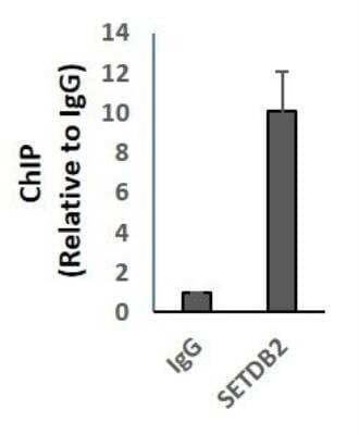 Chromatin Immunoprecipitation (ChIP) SETDB2 Antibody