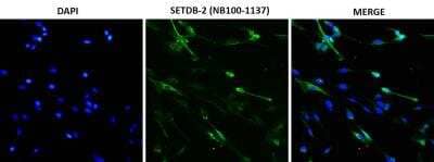 Immunocytochemistry/ Immunofluorescence SETDB2 Antibody