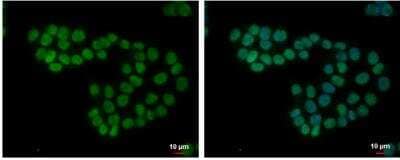 Immunocytochemistry/Immunofluorescence: SETDB2 Antibody [NBP1-31264] - Sample: HCT 116 cells were fixed in 4% paraformaldehyde at RT for 15 min.Green: SETDB2 protein stained by SETDB2 antibody [N1], N-term diluted at 1:2000. Blue: Hoechst 33342 staining.