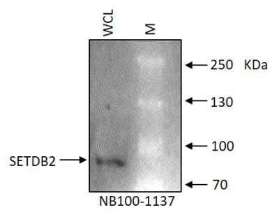 Western Blot: SETDB2 Antibody [NB100-1137] - RL human non-Hodgkin's lymphoma B cell line whole cell lysate (WCL). Single band around correct MW is specific to the target protein SETDB2. Image submitted by a verified customer review.  