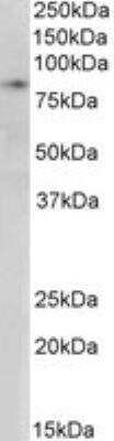 Western Blot: SETDB2 Antibody [NB100-1137] - Staining of Nuclear HeLa lysate with antibody at 0.3 ug/mL (35 ug protein in RIPA buffer). Detected by chemiluminescence.