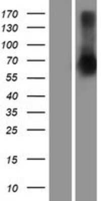 Western Blot: SETDB2 Overexpression Lysate (Adult Normal) [NBP2-10216] Left-Empty vector transfected control cell lysate (HEK293 cell lysate); Right -Over-expression Lysate for SETDB2.