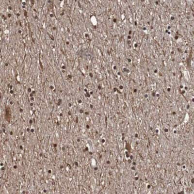 Immunohistochemistry-Paraffin: SEZ6/BSRP-C Antibody [NBP1-90945] - Staining of human cerebral cortex shows high expression.