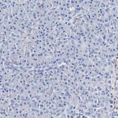 <b>Orthogonal Strategies Validation. </b>Immunohistochemistry-Paraffin: SEZ6/BSRP-C Antibody [NBP1-90945] - Staining of human pancreas shows low expression as expected.