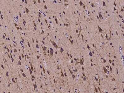 Immunohistochemistry-Paraffin: SEZ6L2/BSRP-A Antibody [NBP2-97264] - Immunochemical staining of human SEZ6L2/BSRP-A in human brain with rabbit polyclonal antibody at 1:200 dilution, formalin-fixed paraffin embedded sections.
