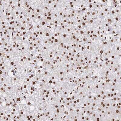 Immunohistochemistry-Paraffin: SF2 Antibody [NBP2-38912] - Staining of human liver shows strong nuclear positivity in hepatocytes.