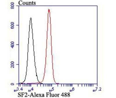 Flow Cytometry: SF2 Antibody (JB40-76) [NBP2-75663] - Analysis of K562 cells with SF2 antibody at 1/100 dilution (red) compared with an unlabelled control (cells without incubation with primary antibody; black). Alexa Fluor 488-conjugated goat anti rabbit IgG was used as the secondary antibody.
