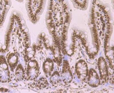 Immunohistochemistry-Paraffin: SF2 Antibody (JB40-76) [NBP2-75663] - Analysis of paraffin-embedded mouse colon tissue using anti-SF2 antibody. Counter stained with hematoxylin.