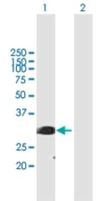 Western Blot: SF2 Antibody [H00006426-B01P] - Analysis of SFRS1 expression in transfected 293T cell line by SFRS1 polyclonal antibody.  Lane 1: SFRS1 transfected lysate(27.39 KDa). Lane 2: Non-transfected lysate.