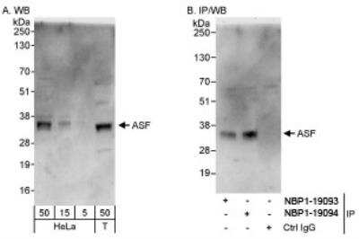 Western Blot: SF2 Antibody [NBP1-19093] - Whole cell lysate from HeLa and 293T cells. Affinity purified rabbit anti- ASF antibody used for WB. ASF was also immunoprecipitated by rabbit anti-ASF antibody NBP1-19094.