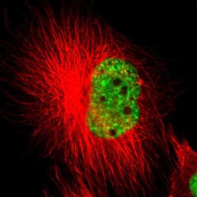 Immunocytochemistry/ Immunofluorescence SF3A1 Antibody