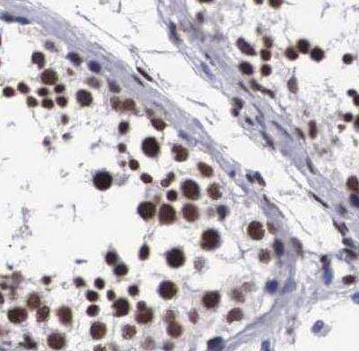 Immunohistochemistry-Paraffin: SF3A1 Antibody [NBP1-87214] - Staining of human testis using Anti-SF3A1 antibody.