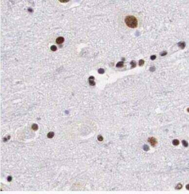 Immunohistochemistry-Paraffin: SF3A1 Antibody [NBP1-87214] - Staining of human cerebral cortex using Anti-SF3A1 antibody.