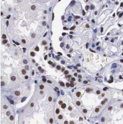 Immunohistochemistry-Paraffin: SF3A1 Antibody [NBP1-87214] - Staining of human kidney using Anti-SF3A1 antibody.