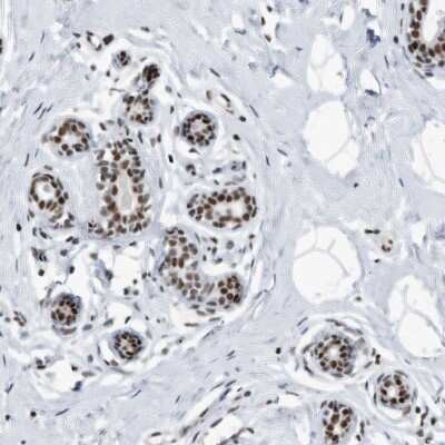 Immunohistochemistry-Paraffin: SF3A1 Antibody [NBP1-87215] - Staining of human breast shows strong nuclear positivity in glandular cells.