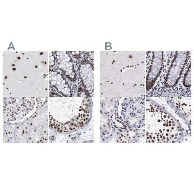 <b>Independent Antibodies Validation. </b>Immunohistochemistry-Paraffin: SF3A1 Antibody [NBP1-87215] - Staining of human cerebral cortex, colon, kidney and testis using Anti-SF3A1 antibody NBP1-87215 (A) shows similar protein distribution across tissues to independent antibody NBP1-87214 (B).