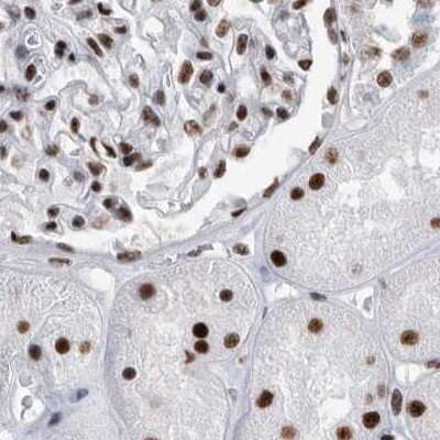 Immunohistochemistry-Paraffin: SF3A1 Antibody [NBP1-87215] - Staining of human kidney.