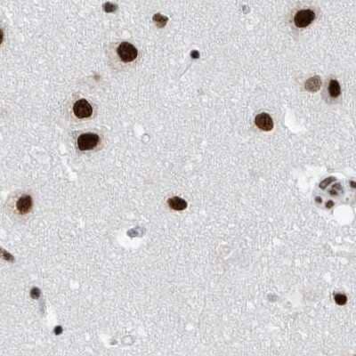 Immunohistochemistry-Paraffin: SF3A1 Antibody [NBP1-87215] - Staining of human cerebral cortex.