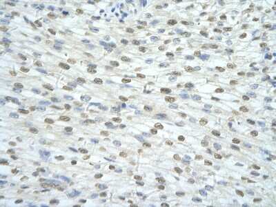 Immunohistochemistry-Paraffin: SF3A1 Antibody [NBP3-10539] - Immunohistochemical analysis of paraffin-embedded human heart tissue.