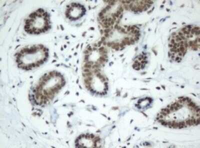 Immunohistochemistry: SF3A1 Antibody (OTI3F4) - Azide and BSA Free [NBP2-74150] - Analysis of Human breast tissue. (Heat-induced epitope retrieval by 10mM citric buffer, pH6.0, 120C for 3min)
