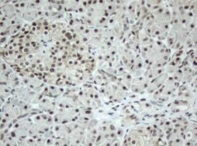 Immunohistochemistry: SF3A1 Antibody (OTI3F4) - Azide and BSA Free [NBP2-74150] - Analysis of Human pancreas tissue. (Heat-induced epitope retrieval by 10mM citric buffer, pH6.0, 120C for 3min)