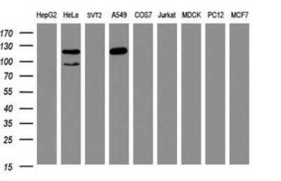 Western Blot: SF3A1 Antibody (OTI3F4) - Azide and BSA Free [NBP2-74150] - Analysis of extracts (35ug) from 9 different cell lines (HepG2: human; HeLa: human; SVT2: mouse; A549: human; COS7: monkey; Jurkat: human; MDCK: canine; PC12: rat; MCF7: human).