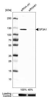 Western Blot SF3A1 Antibody