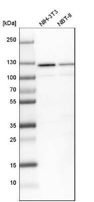 Western Blot SF3A1 Antibody