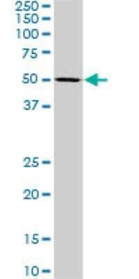 Western Blot: SF3A2 Antibody (3B6) [H00008175-M01] - SF3A2 expression in PC-12 ( Cat # L012V1 ).