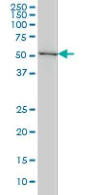 Western Blot: SF3A2 Antibody (3B6) [H00008175-M01] - SF3A2 expression in Hela NE ( Cat # L013V3 ).