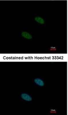 Immunocytochemistry/Immunofluorescence: SF3A2 Antibody [NBP2-15106] - Paraformaldehyde-fixed HeLa, using antibody at 1:500 dilution.