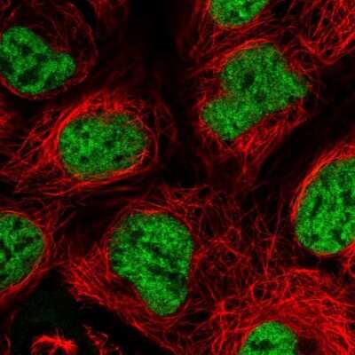 Immunocytochemistry/Immunofluorescence: SF3A2 Antibody [NBP2-47281] - Immunofluorescent staining of human cell line HEK 293 shows localization to nucleoplasm.