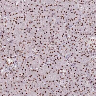 Immunohistochemistry: SF3A2 Antibody [NBP2-47281] - Staining of human pancreas shows strong nuclear positivity in exocrine glandular cells.