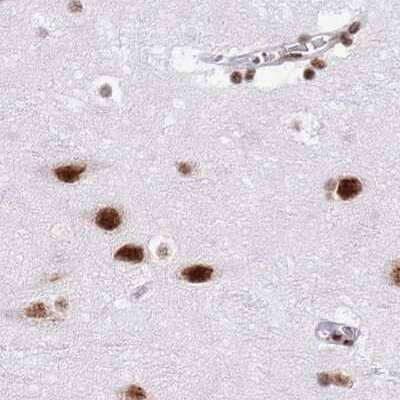 Immunohistochemistry-Paraffin: SF3A2 Antibody [NBP2-47281] - Staining of human cerebral cortex.