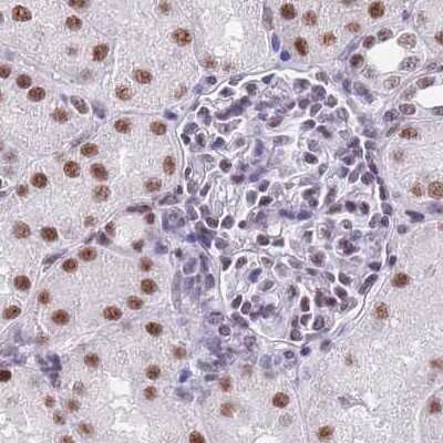 Immunohistochemistry-Paraffin: SF3A2 Antibody [NBP2-47281] - Staining of human kidney.