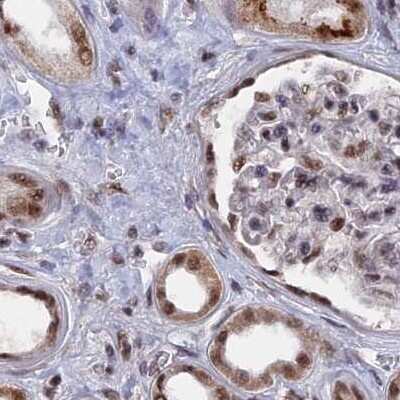 Immunohistochemistry-Paraffin: SF3A2 Antibody [NBP2-48775] - Staining of human kidney.