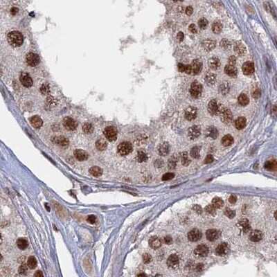 Immunohistochemistry-Paraffin: SF3A2 Antibody [NBP2-48775] - Staining of human testis.