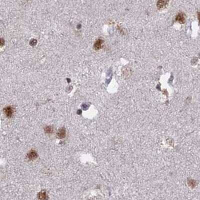 Immunohistochemistry-Paraffin: SF3A2 Antibody [NBP2-48775] - Staining of human cerebral cortex.