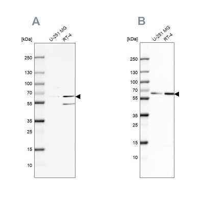 Western Blot SF3A2 Antibody