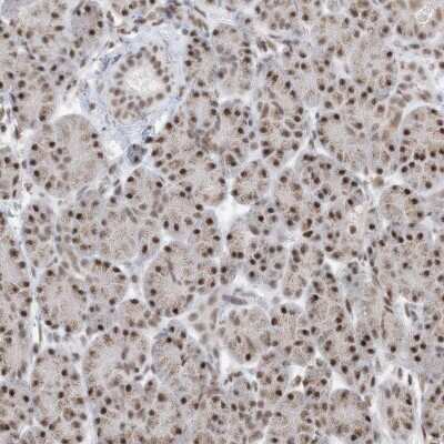 Immunohistochemistry-Paraffin: SF3A3 Antibody [NBP2-38200] - Staining of human pancreas shows low expression as expected.