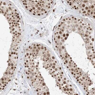 Immunohistochemistry-Paraffin: SF3A3 Antibody [NBP2-38200] - Staining of human testis shows high expression.